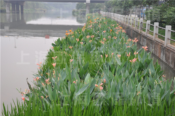 丛生型生态浮岛上种植挺水植物及陆生植物