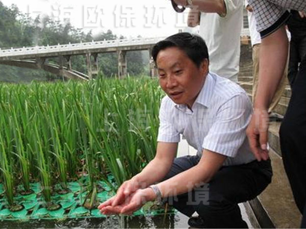 园艺型生态浮岛上的挺水植物