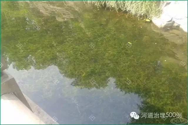 沉水植被刚栽种后沉水植栽种一个月后