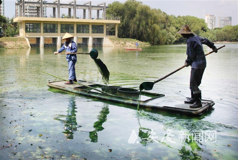 人工打捞不能常态化，蓝藻原位消减是关键