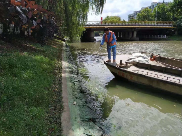 持续高温让蓝藻易发 闵行水务人严阵以待 持续高温让蓝藻易发 闵行水务人严阵以待