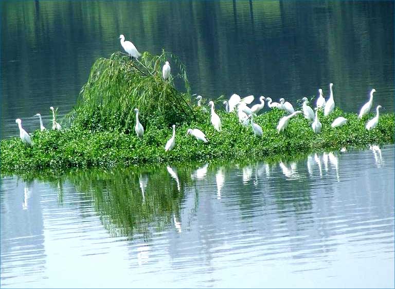 水生植物及浮动系统形成仿生的生物栖息地