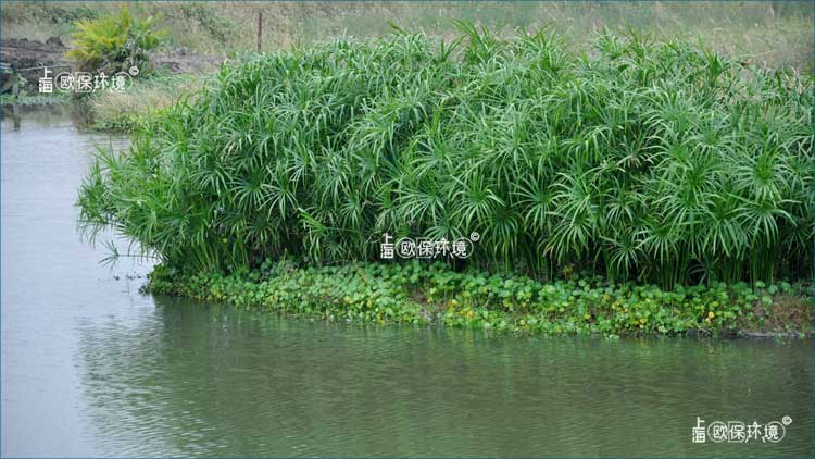 浮田型浮动湿地应用于坑塘治理