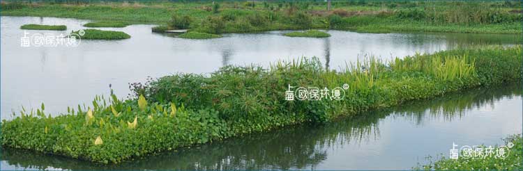 浮田型浮动湿地上种植植物种类丰富，净化河道效果更加