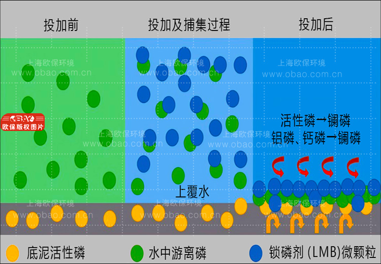 ZIPBIO-C生物倍增菌方（生物蜡块）