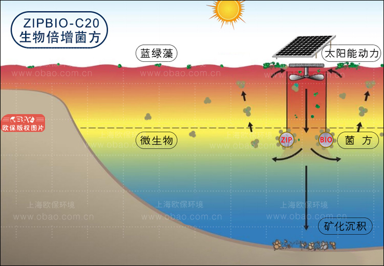 ZIPBIO-C生物倍增菌方（生物蜡块）