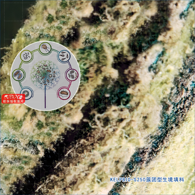 簇团型生境填料表面附着大量生物膜